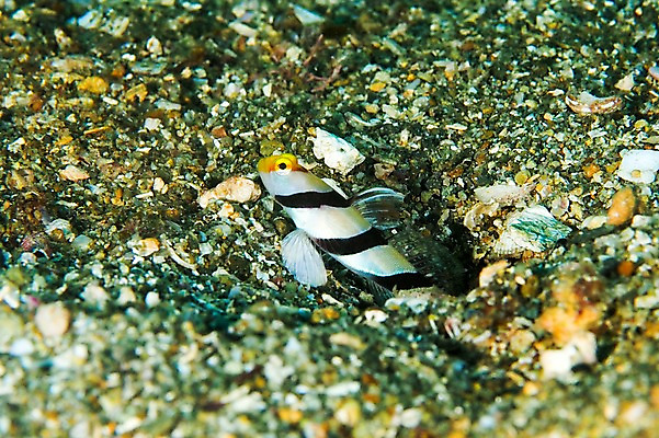 포토 JPG 동물 한마리 바다 어류 풍경 사람없음 일본 바닷속 수중 수중동물 수중사진 국내포토 1 아시아 파일형식