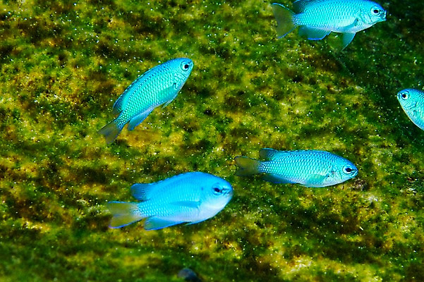 포토 JPG 동물 바다 여러마리 어류 풍경 사람없음 일본 바닷속 수중 수중동물 수중사진 국내포토 아시아 다수 파일형식