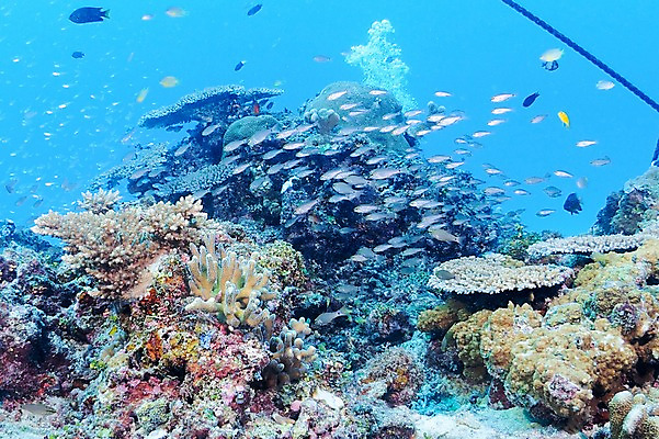 포토 JPG 동물 바다 여러마리 어류 풍경 사람없음 일본 바닷속 수중 수중동물 해조류 수중사진 국내포토 아시아 다수 해양식물 파일형식