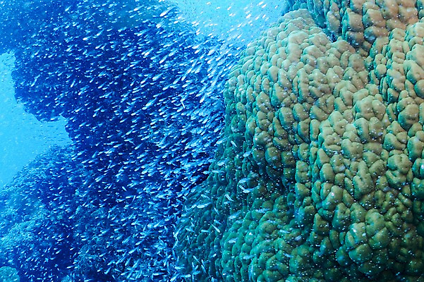 포토 JPG 동물 바다 여러마리 어류 풍경 사람없음 일본 바닷속 수중 수중동물 해조류 수중사진 국내포토 아시아 다수 해양식물 파일형식