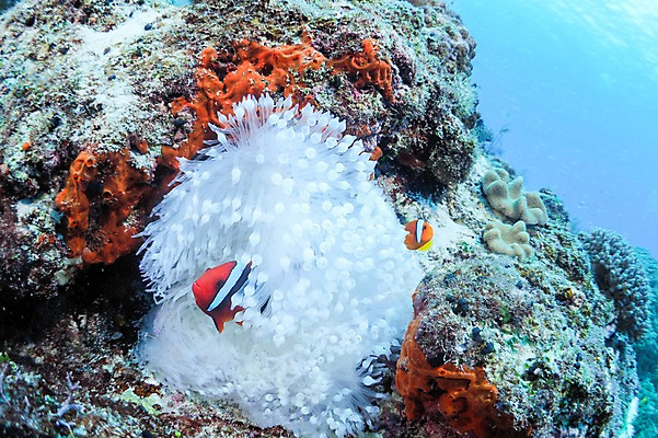 포토 JPG 동물 바다 두마리 어류 풍경 사람없음 일본 바닷속 수중 수중동물 해조류 말미잘 흰동가리 수중사진 국내포토 아시아 2 해양식물 자포동물 파일형식