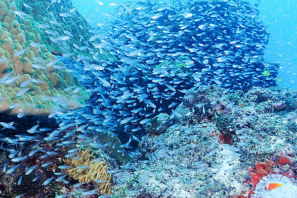 포토 JPG 동물 바다 여러마리 어류 풍경 사람없음 일본 바닷속 수중 수중동물 수중사진 국내포토 아시아 다수 파일형식