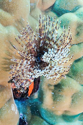 포토 JPG 동물 한마리 바다 어류 풍경 사람없음 일본 바닷속 수중 수중동물 해조류 수중사진 국내포토 1 아시아 해양식물 파일형식