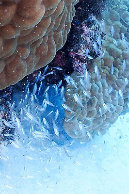 포토 JPG 동물 바다 여러마리 어류 풍경 사람없음 일본 바닷속 수중 수중동물 해조류 수중사진 국내포토 아시아 다수 해양식물 파일형식