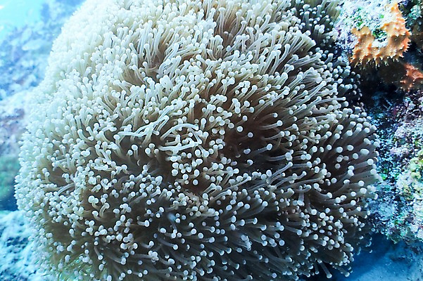 포토 JPG 바다 풍경 사람없음 일본 바닷속 수중 수중동물 해조류 말미잘 수중사진 국내포토 동물 아시아 해양식물 자포동물 파일형식