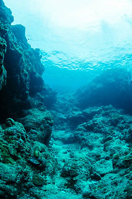 포토 JPG 바다 풍경 사람없음 일본 바닷속 수중 수중동물 바위 수중사진 국내포토 동물 아시아 돌_바위 파일형식