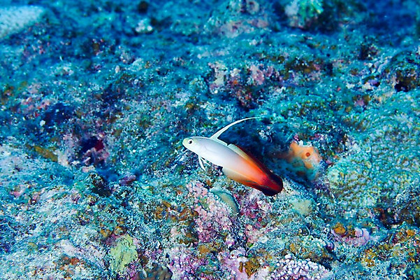 포토 JPG 동물 한마리 바다 어류 풍경 사람없음 일본 바닷속 수중 수중동물 수중사진 국내포토 1 아시아 파일형식