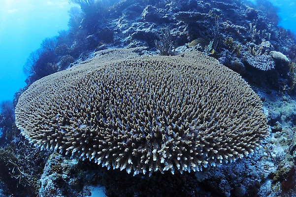 포토 JPG 바다 풍경 사람없음 일본 바닷속 수중 수중동물 해조류 산호 수중사진 국내포토 동물 아시아 해양식물 자포동물 파일형식