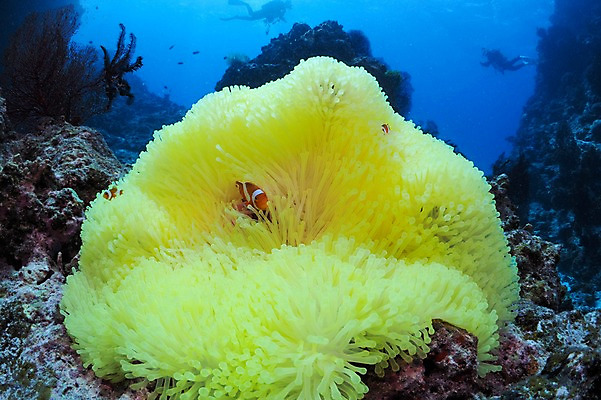 포토 JPG 바다 두마리 어류 사람 풍경 두명 일본 바닷속 수중 해조류 잠수부 말미잘 흰동가리 수중사진 국내포토 아시아 2 수중동물 해양식물 자포동물 전문직 파일형식