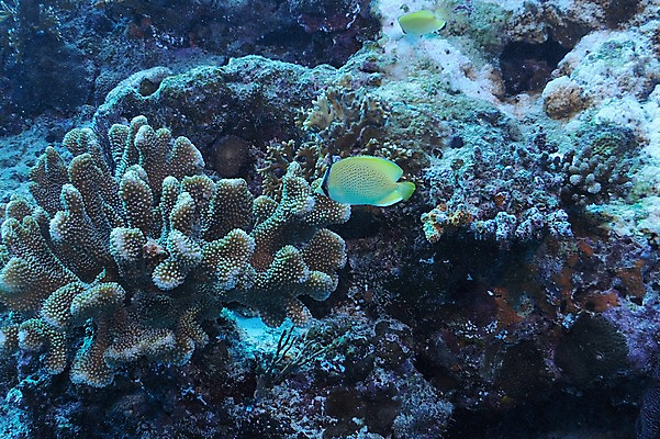 포토 JPG 동물 한마리 바다 어류 풍경 사람없음 일본 바닷속 수중 수중동물 해조류 수중사진 국내포토 1 아시아 해양식물 파일형식