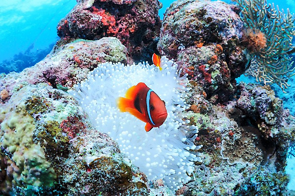 포토 JPG 동물 한마리 바다 어류 풍경 사람없음 일본 바닷속 수중 수중동물 해조류 말미잘 수중사진 국내포토 1 아시아 해양식물 자포동물 파일형식