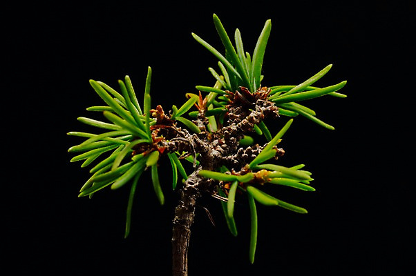 포토 JPG 검은배경 실내 한그루 사람없음 소나무 솔잎 분재 국내포토 나무 1 백그라운드 잎 내부 검은색 파일형식