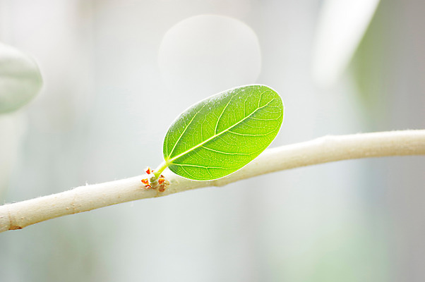 포토 JPG 잎 사람없음 초록색 새싹 나뭇가지 어린잎 국내포토 나무 식물 컬러 파일형식