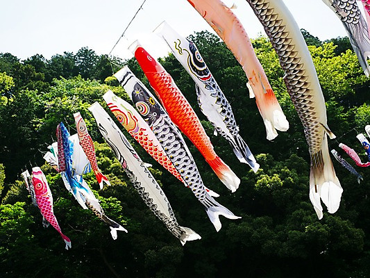 포토 JPG 주간 날리기 풍경 사람없음 야외 일본 일본전통 고이노보리 국내포토 자연요소 전통 아시아 모션 깃발 파일형식