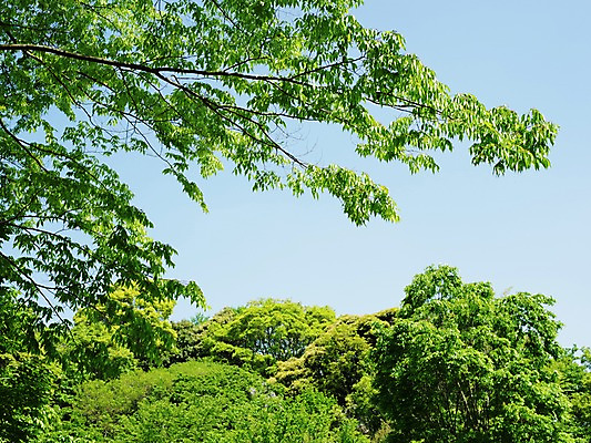 포토 JPG 주간 나무 자연 하늘 풍경 사람없음 야외 숲 가마쿠라 국내포토 자연요소 식물 일본 생태계 파일형식