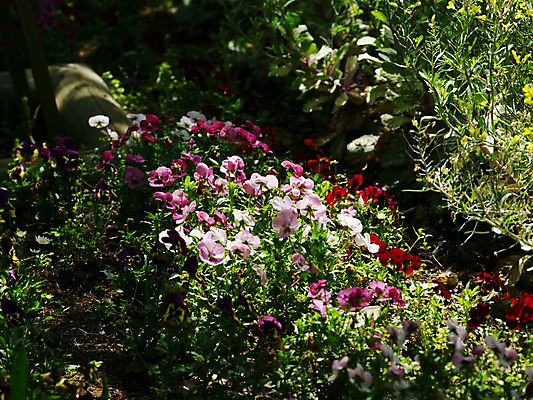 포토 JPG 주간 식물 꽃 여러송이 자연 풍경 사람없음 야외 일본 팬지 국내포토 자연요소 아시아 다수 생태계 파일형식