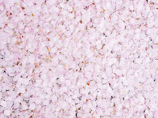 포토 JPG 주간 식물 꽃 분홍색 여러송이 백그라운드 사람없음 야외 일본 벚꽃 국내포토 자연요소 아시아 컬러 다수 파일형식