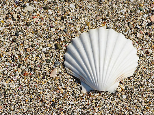포토 JPG 동물 한마리 모래 조개 어패류 사람없음 국내포토 1 파일형식