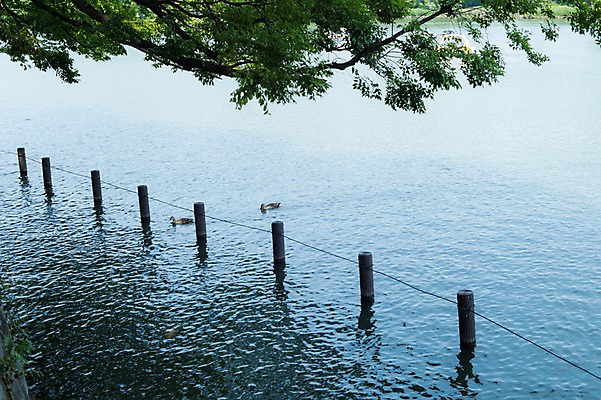 포토 JPG 주간 동물 호수 두마리 오리 사람없음 야외 일본 연못 말뚝 국내포토 자연요소 아시아 2 조류 파일형식