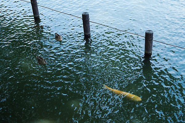 포토 JPG 주간 동물 호수 오리 세마리 사람없음 야외 일본 연못 말뚝 잉어 국내포토 자연요소 아시아 조류 3 어류 파일형식