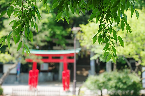 포토 JPG 주간 식물 잎 나뭇잎 풍경 사람없음 야외 아웃포커스 일본 토리이 국내포토 자연요소 아시아 촬영기법 신사_건축물 파일형식