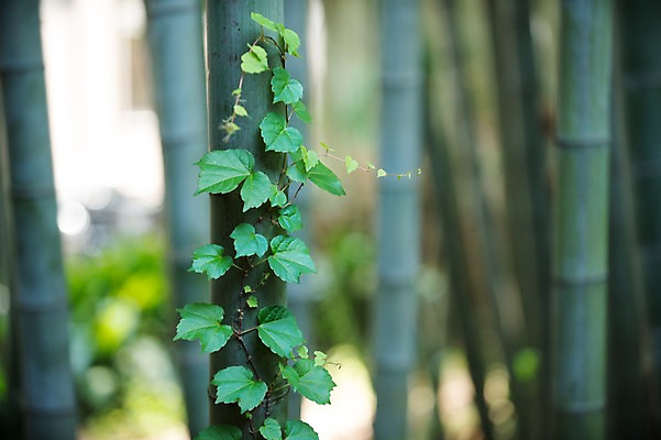 포토 JPG 주간 풍경 사람없음 야외 일본 덩굴 대나무 일본전통 감싸기 국내포토 자연요소 나무 식물 전통 아시아 모션 파일형식