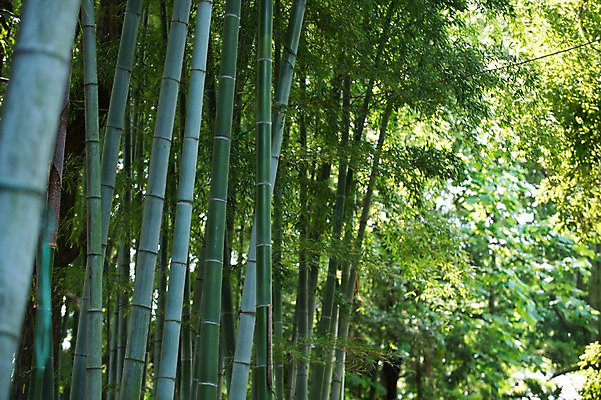 포토 JPG 주간 여러그루 풍경 사람없음 야외 일본 대나무 일본전통 대나무숲 국내포토 자연요소 나무 전통 아시아 다수 숲 파일형식