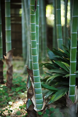포토 JPG 주간 여러그루 풍경 사람없음 야외 일본 대나무 일본전통 대나무숲 국내포토 자연요소 나무 전통 아시아 다수 숲 파일형식