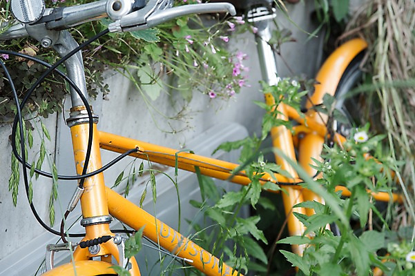 포토 JPG 주간 식물 한대 사람없음 야외 일본 자전거 화단 국내포토 자연요소 1 아시아 바이크 파일형식