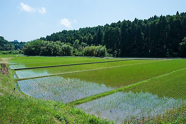 포토 JPG 주간 농업 논 풍경 사람없음 야외 농사 일본 농촌 모내기 국내포토 자연요소 산업 아시아 시골 파일형식