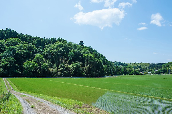 포토 JPG 주간 농업 논 풍경 사람없음 야외 농사 일본 농촌 모내기 국내포토 자연요소 산업 아시아 시골 파일형식