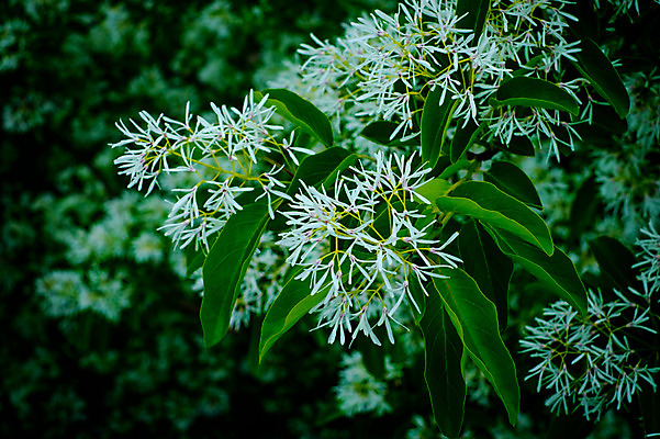 포토 JPG 식물 꽃 여러송이 사람없음 일본 흰색 기후현 국내포토 아시아 컬러 다수 파일형식