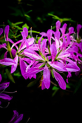 포토 JPG 식물 꽃 분홍색 여러송이 사람없음 일본 기후현 국내포토 아시아 컬러 다수 파일형식