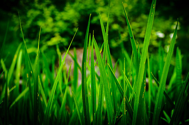 포토 JPG 식물 사람없음 초록색 일본 풀 기후현 국내포토 아시아 컬러 파일형식