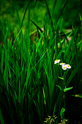 포토 JPG 식물 꽃 여러송이 사람없음 초록색 일본 흰색 풀 기후현 국내포토 아시아 컬러 다수 파일형식