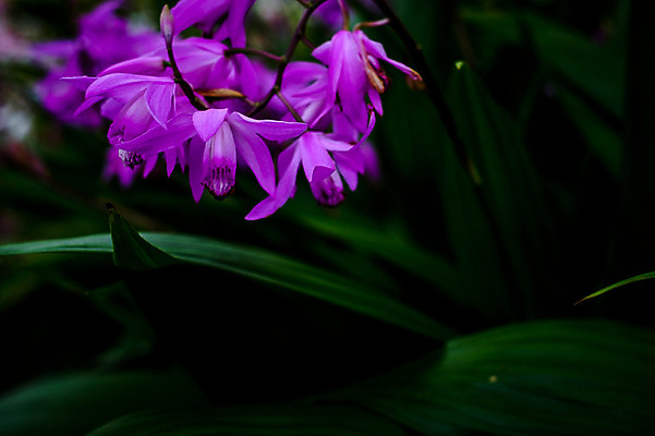 포토 JPG 식물 꽃 여러송이 사람없음 일본 자주색 기후현 국내포토 아시아 컬러 다수 파일형식