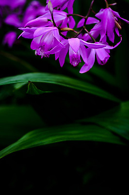 포토 JPG 식물 꽃 여러송이 사람없음 일본 자주색 기후현 국내포토 아시아 컬러 다수 파일형식