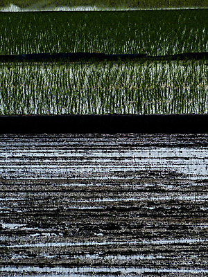 포토 JPG 주간 농업 논 풍경 사람없음 야외 농사 일본 농촌 모내기 국내포토 자연요소 산업 아시아 시골 파일형식