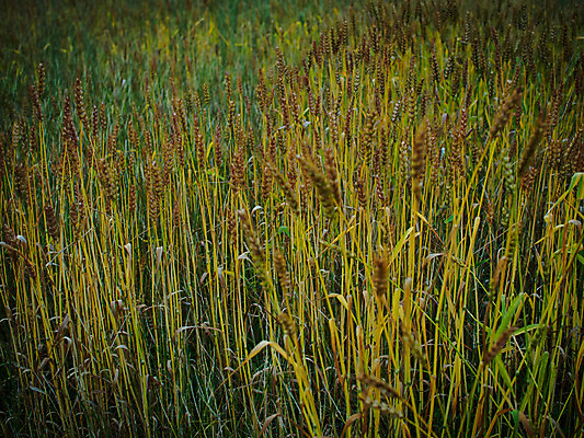 포토 JPG 주간 밭 농업 사람없음 야외 농사 일본 밀 보리 보리밭 밀밭 국내포토 자연요소 산업 아시아 곡류 파일형식