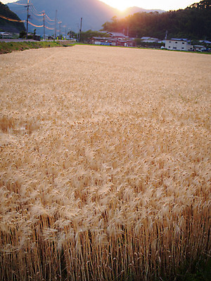 포토 JPG 주간 밭 농업 풍경 사람없음 야외 농사 일본 밀 보리 보리밭 밀밭 국내포토 자연요소 산업 아시아 곡류 파일형식