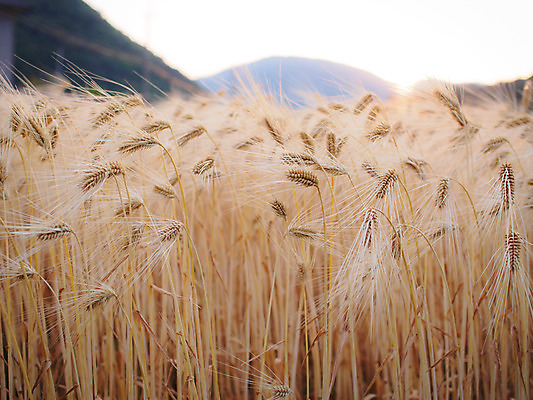 포토 JPG 주간 밭 농업 풍경 사람없음 야외 농사 일본 밀 보리 보리밭 밀밭 국내포토 자연요소 산업 아시아 곡류 파일형식