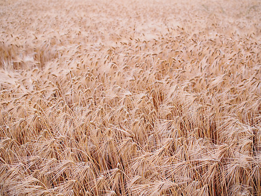 포토 JPG 주간 밭 농업 사람없음 야외 농사 일본 밀 보리 보리밭 밀밭 국내포토 자연요소 산업 아시아 곡류 파일형식