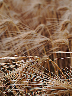 포토 JPG 주간 밭 농업 사람없음 야외 농사 일본 밀 보리 보리밭 밀밭 국내포토 자연요소 산업 아시아 곡류 파일형식