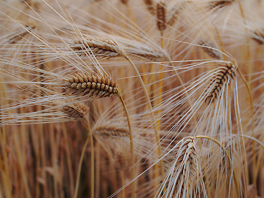 포토 JPG 주간 밭 농업 사람없음 야외 농사 일본 밀 보리 보리밭 밀밭 국내포토 자연요소 산업 아시아 곡류 파일형식