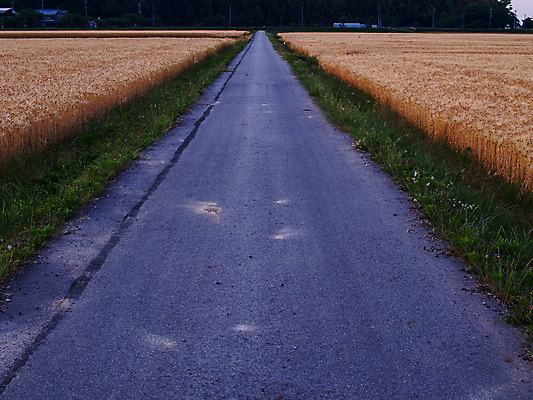 포토 JPG 주간 도로 길 밭 농업 풍경 사람없음 야외 농사 일본 벼 농촌 벼농사 국내포토 자연요소 산업 아시아 교통시설 곡류 시골 파일형식