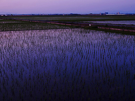 포토 JPG 주간 농업 논 풍경 사람없음 야외 농사 일본 농촌 모내기 국내포토 자연요소 산업 아시아 시골 파일형식