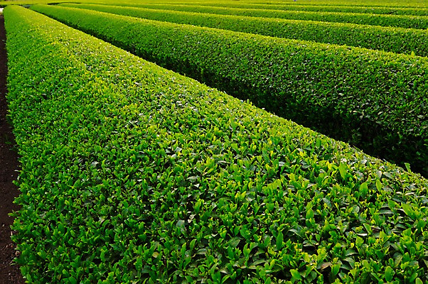 포토 JPG 주간 농업 풍경 사람없음 야외 농사 일본 녹차밭 차밭 국내포토 자연요소 산업 아시아 밭 녹차 파일형식