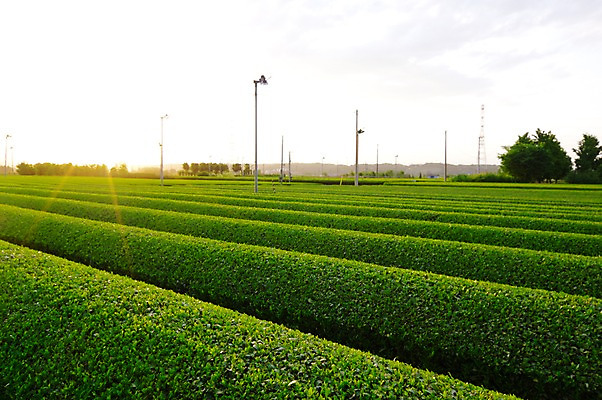 포토 JPG 주간 농업 풍경 사람없음 야외 농사 일본 녹차밭 차밭 국내포토 자연요소 산업 아시아 밭 녹차 파일형식