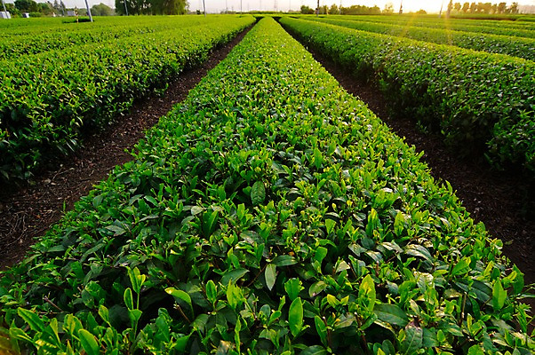 포토 JPG 주간 농업 풍경 사람없음 야외 농사 일본 녹차밭 차밭 국내포토 자연요소 산업 아시아 밭 녹차 파일형식