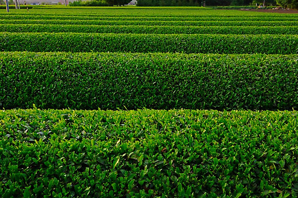 포토 JPG 주간 농업 풍경 사람없음 야외 농사 일본 녹차밭 차밭 국내포토 자연요소 산업 아시아 밭 녹차 파일형식